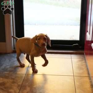 Charlie, Weimaraner Puppy